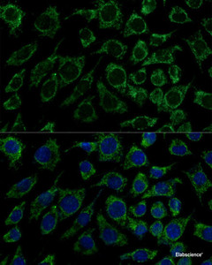 Immunofluorescence analysis of L929 cells using IDH3B Polyclonal Antibody at dilution of 1:100 (40x lens) . Blue: DAPI for nuclear staining.