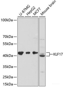 Western blot analysis of extracts of various cell lines using KLF17 Polyclonal Antibody at dilution of 1:3000.
