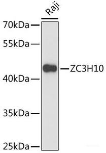 Western blot analysis of extracts of Raji cells using ZC3H10 Polyclonal Antibody at dilution of 1:3000.