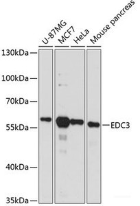 Western blot analysis of extracts of various cell lines using EDC3 Polyclonal Antibody at dilution of 1:3000.