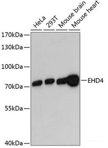Western blot analysis of extracts of various cell lines using EHD4 Polyclonal Antibody at dilution of 1:3000.