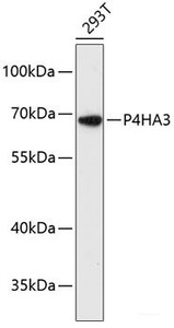 Western blot analysis of extracts of 293T cells using P4HA3 Polyclonal Antibody at dilution of 1:3000.