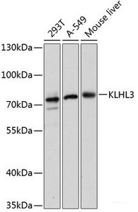 Western blot analysis of extracts of various cell lines using KLHL3 Polyclonal Antibody at dilution of 1:3000.