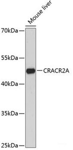 Western blot analysis of extracts of Mouse liver using CRACR2A Polyclonal Antibody at dilution of 1:3000.