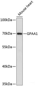 Western blot analysis of extracts of Mouse heart using GPAA1 Polyclonal Antibody at dilution of 1:3000.