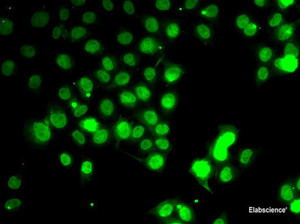 Immunofluorescence analysis of HeLa cells using GABARAP Polyclonal Antibody