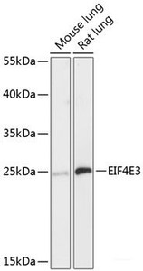 Western blot analysis of extracts of various cell lines using EIF4E3 Polyclonal Antibody at dilution of 1:3000.
