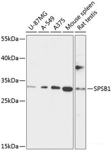 Western blot analysis of extracts of various cell lines using SPSB1 Polyclonal Antibody at dilution of 1:1000.