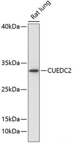Western blot analysis of extracts of Rat lung using CUEDC2 Polyclonal Antibody at dilution of 1:1000.