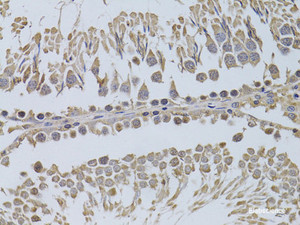 Immunohistochemistry of paraffin-embedded Rat testis using P2RY2 Polyclonal Antibody at dilution of 1:100 (40x lens) .