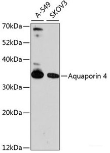 Western blot analysis of extracts of various cell lines using Aquaporin 4 Polyclonal Antibody at dilution of 1:1000.