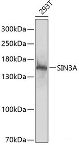 Western blot analysis of extracts of 293T cells using SIN3A Polyclonal Antibody at dilution of 1:1000.