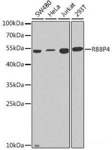Western blot analysis of extracts of various cell lines using RBBP4 Polyclonal Antibody at dilution of 1:1000.