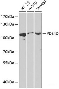 Western blot analysis of extracts of various cell lines using PDE4D Polyclonal Antibody at dilution of 1:1000.