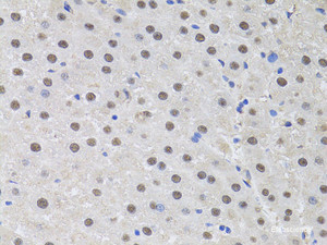 Immunohistochemistry of paraffin-embedded Rat liver using HUS1 Polyclonal Antibody at dilution of 1:100 (40x lens) .