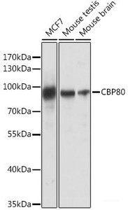 Western blot analysis of extracts of various cell lines using CBP80 Polyclonal Antibody at dilution of 1:1000.