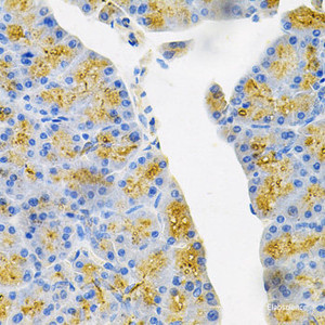 Immunohistochemistry of paraffin-embedded Mouse pancreas using EDN3 Polyclonal Antibody at dilution of 1:100 (40x lens) .