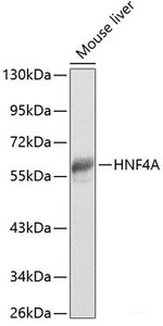 Western blot analysis of extracts of Mouse liver using HNF4A Polyclonal Antibody at dilution of 1:1000.