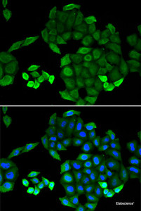 Immunofluorescence analysis of MCF-7 cells using PTS Polyclonal Antibody