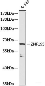 Western blot analysis of extracts of A549 cells using ZNF195 Polyclonal Antibody at dilution of 1:1000.