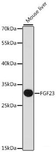 Western blot analysis of extracts of Mouse liver using FGF23 Polyclonal Antibody at dilution of 1:1000.