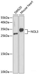 Western blot analysis of extracts of various cell lines using NOL3 Polyclonal Antibody at dilution of 1:1000.