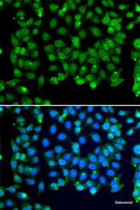 Immunofluorescence analysis of MCF-7 cells using RNF8 Polyclonal Antibody
