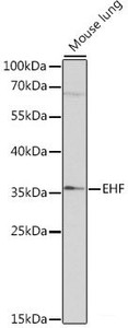 Western blot analysis of extracts of Mouse lung using EHF Polyclonal Antibody at dilution of 1:1000.