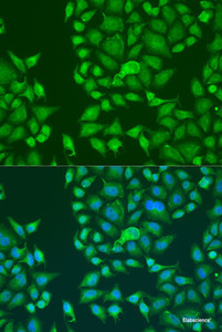 Immunofluorescence analysis of U2OS cells using STAU2 Polyclonal Antibody at dilution of 1:100. Blue: DAPI for nuclear staining.