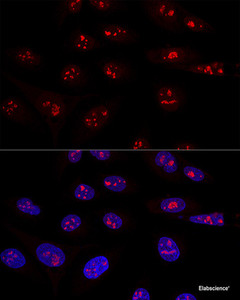 Confocal immunofluorescence analysis of U2OS cells using NOP58 Polyclonal Antibody at dilution of 1:100. Blue: DAPI for nuclear staining.