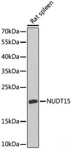 Western blot analysis of extracts of Rat spleen using NUDT15 Polyclonal Antibody at dilution of 1:1000.