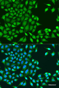 Immunofluorescence analysis of U2OS cells using RUVBL1 Polyclonal Antibody at dilution of 1:100. Blue: DAPI for nuclear staining.