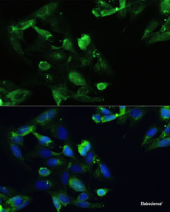 Immunofluorescence analysis of U2OS cells using CXCR5 Polyclonal Antibody at dilution of 1:100. Blue: DAPI for nuclear staining.