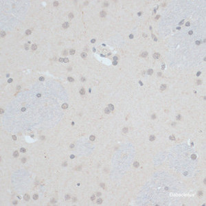 Immunohistochemistry of paraffin-embedded Rat brain using ZNF703 Polyclonal Antibody at dilution of 1:100 (40x lens) .
