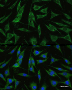 Immunofluorescence analysis of L929 cells using RHBDD1 Polyclonal Antibody at dilution of 1:100 (40x lens) . Blue: DAPI for nuclear staining.