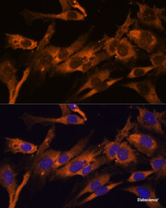 Immunofluorescence analysis of C6 cells using RPL36AL Polyclonal Antibody at dilution of 1:100 (40x lens) . Blue: DAPI for nuclear staining.