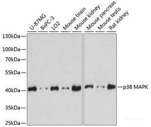 Western blot analysis of extracts of various cell lines using p38 MAPK Polyclonal Antibody at dilution of 1:1000.