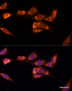 Immunofluorescence analysis of NIH-3T3 cells using TXNDC12 Polyclonal Antibody at dilution of 1:100 (40x lens) . Blue: DAPI for nuclear staining.