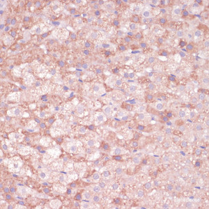 Immunohistochemistry of paraffin-embedded Rat adrenal gland using CYP11B2 Polyclonal Antibody at dilution of 1:100 (40x lens) .