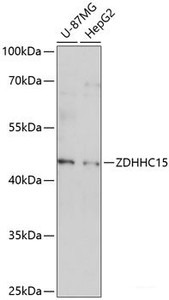 Western blot analysis of extracts of various cell lines using ZDHHC15 Polyclonal Antibody at dilution of 1:1000.
