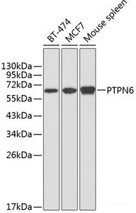 Western blot analysis of extracts of various cell lines using PTPN6 Polyclonal Antibody at dilution of 1:1000.