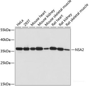 Western blot analysis of extracts of various cell lines using NSA2 Polyclonal Antibody at dilution of 1:1000.