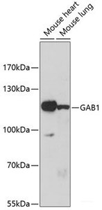 Western blot analysis of extracts of various cell lines using GAB1 Polyclonal Antibody at dilution of 1:1000.