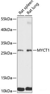 Western blot analysis of extracts of various cell lines using MYCT1 Polyclonal Antibody at dilution of 1:3000.