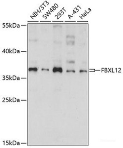 Western blot analysis of extracts of various cell lines using FBXL12 Polyclonal Antibody at dilution of 1:1000.