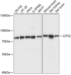 Western blot analysis of extracts of various cell lines using LZTS2 Polyclonal Antibody at dilution of 1:1000.