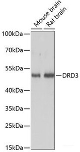 Western blot analysis of extracts of various cell lines using DRD3 Polyclonal Antibody at dilution of 1:3000.