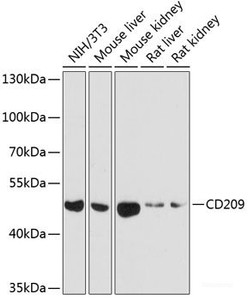 Western blot analysis of extracts of various cell lines using CD209 Polyclonal Antibody at dilution of 1:1000.