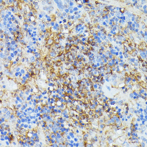 Immunohistochemistry of paraffin-embedded Rat spleen using COX15 Polyclonal Antibody at dilution of 1:100 (40x lens) .