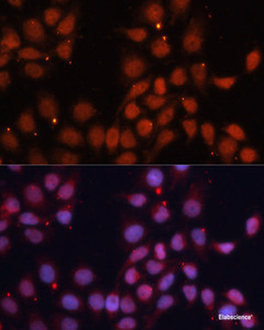 Immunofluorescence analysis of HeLa cells using CDK11B Polyclonal Antibody at dilution of 1:100. Blue: DAPI for nuclear staining.